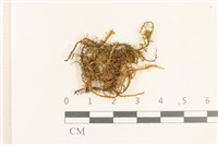 登錄號:B00000489藏品圖，第1張