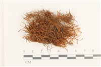 登錄號:B00000496藏品圖，第1張