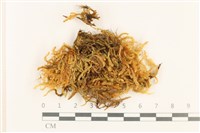 登錄號:B00000498藏品圖，第1張