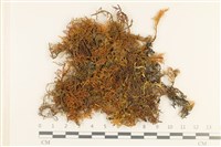 登錄號:B00000512藏品圖，第1張