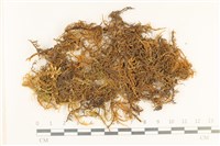 登錄號:B00000513藏品圖，第1張