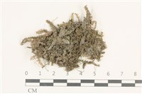 登錄號:B00000517藏品圖，第1張