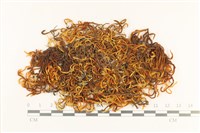 登錄號:B00000524藏品圖，第1張