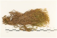 登錄號:B00000530藏品圖，第1張