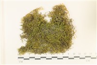 登錄號:B00000542藏品圖，第1張