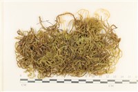 登錄號:B00000550藏品圖，第1張