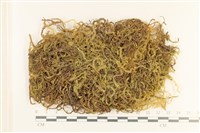 登錄號:B00000551藏品圖，第1張