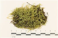 登錄號:B00000598藏品圖，第1張