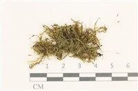 登錄號:B00000620藏品圖，第1張