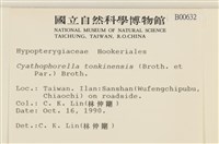 粗齒雉尾蘚藏品圖，第2張