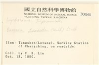 三齒鞭苔藏品圖，第2張