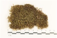 三齒鞭苔藏品圖，第1張