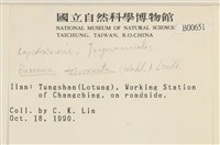 三齒鞭苔藏品圖，第2張