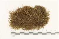 三齒鞭苔藏品圖，第1張