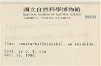 三齒鞭苔藏品圖，第2張