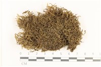 三齒鞭苔藏品圖，第1張