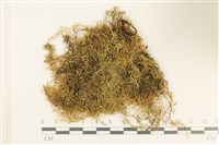 登錄號:B00000689藏品圖，第1張