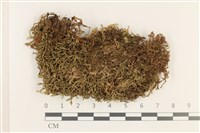 登錄號:B00000708藏品圖，第1張