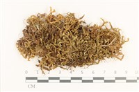 登錄號:B00000745藏品圖，第1張