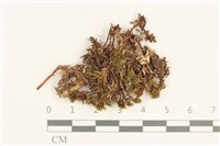 登錄號:B00000752藏品圖，第1張