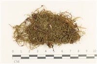 登錄號:B00000754藏品圖，第1張