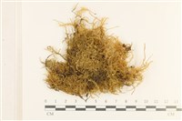 登錄號:B00000760藏品圖，第1張