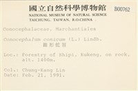 蛇苔藏品圖，第2張
