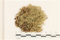 登錄號:B00000783藏品圖，第1張