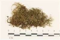 登錄號:B00000804藏品圖，第1張