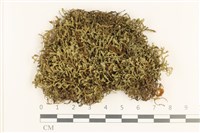 登錄號:B00000830藏品圖，第1張