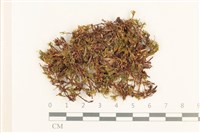 登錄號:B00000849藏品圖，第1張