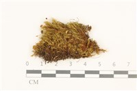 直葉珠蘚藏品圖，第1張