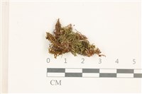 登錄號:B00000856藏品圖，第1張