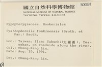 粗齒雉尾蘚藏品圖，第2張