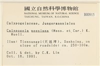 鈍葉護蒴苔藏品圖，第2張