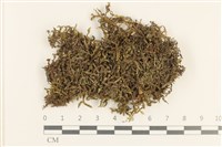 登錄號:B00000930藏品圖，第1張