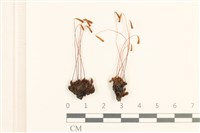 登錄號:B00000968藏品圖，第1張