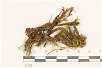 登錄號:B00001011藏品圖，第1張