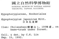 日本孔雀蘚藏品圖，第2張