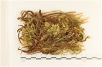 登錄號:B00001030藏品圖，第1張