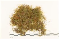 登錄號:B00001036藏品圖，第1張