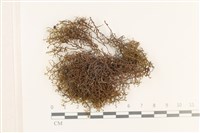 登錄號:B00001051藏品圖，第1張