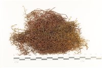 登錄號:B00001052藏品圖，第1張