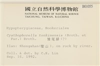 粗齒雉尾蘚藏品圖，第2張