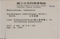 大灰氣蘚藏品圖，第2張