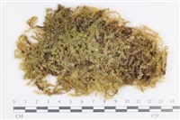 大灰氣蘚藏品圖，第1張