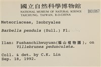 多疣懸蘚藏品圖，第2張