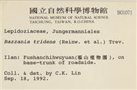 鞭苔,三裂鞭苔藏品圖，第2張
