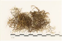 登錄號:B00001077藏品圖，第1張