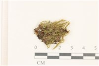 登錄號:B00001081藏品圖，第1張